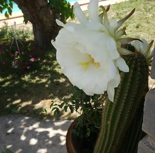 بيت ضيافة Le Relais Fleuri